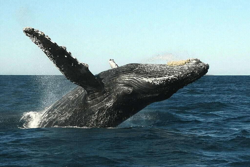 Whale watching tour