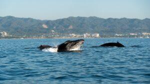 Arena Blanca 404, Riviera Nayarit, Mexico