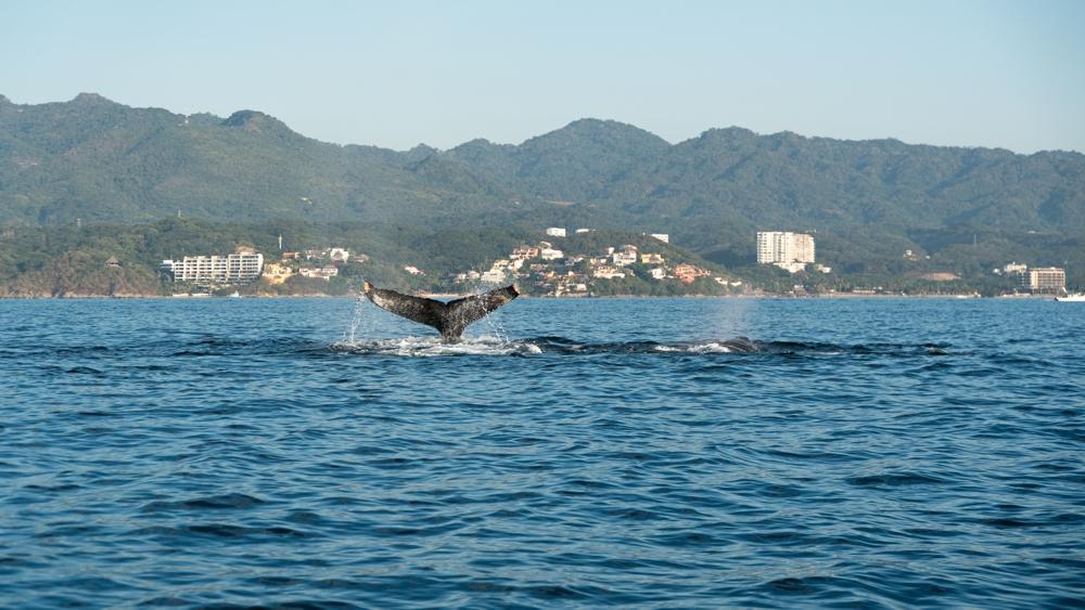 Arena Blanca 404, Riviera Nayarit, Mexico