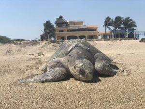 Tortuga