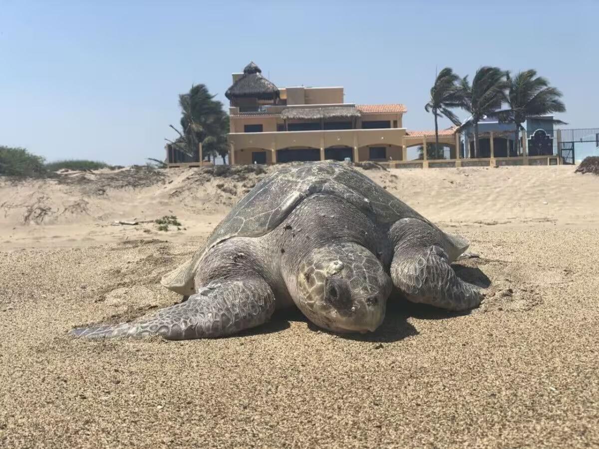 Tortuga