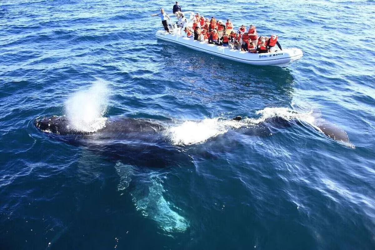 Whale watching tour